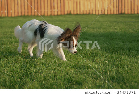 Beautiful young male dog Continental Toy Spaniel 34471371
