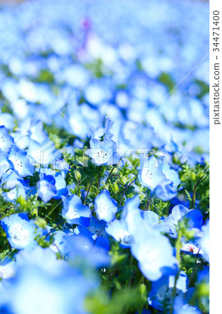 公園內的nemophila♪ 34471400