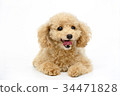 toy poodle  34471828