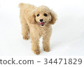 toy poodle  34471829