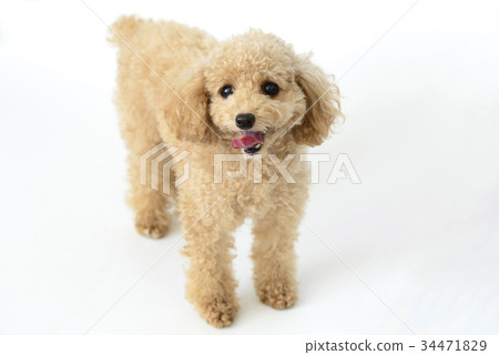 玩具貴賓犬 玩具貴賓犬 34471829