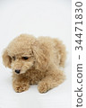 toy poodle  34471830