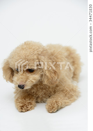 toy poodle toy poodle 34471830