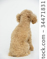 toy poodle  34471831