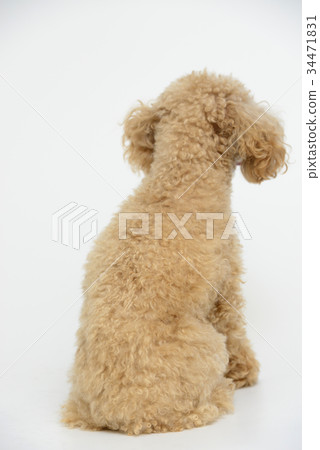 toy poodle toy poodle 34471831