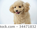 toy poodle  34471832