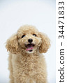 toy poodle  34471833