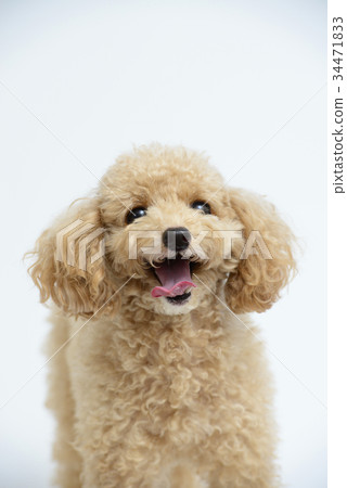 玩具貴賓犬 玩具貴賓犬 34471833