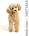 toy poodle  34471834