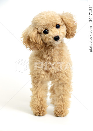 toy poodle toy poodle 34471834