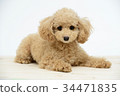toy poodle  34471835