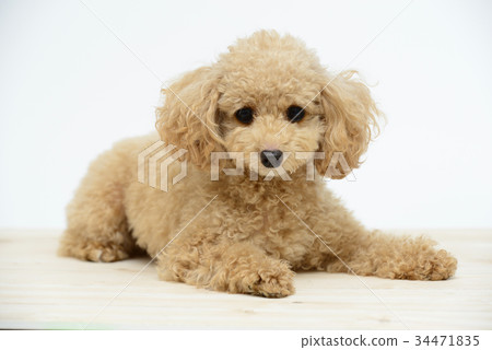 玩具貴賓犬 玩具貴賓犬 34471835