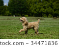 toy poodle  34471836