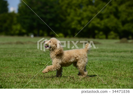 玩具貴賓犬 玩具貴賓犬 34471836