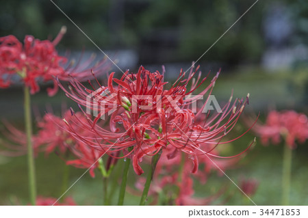 Cluster amaryllis blooming in the temple garden Cluster amaryllis blooming in the temple garden 34471853