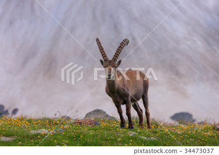 Ibex, Range of Mont Blanc, France 34473037