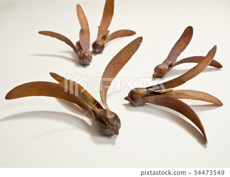 Meranti seed isolated on white background Meranti seed isolated on white background 34473549