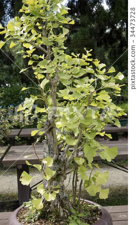 Ginkgo (Ginkgo) Bonsai Ginkgo (Ginkgo) Bonsai 34473728