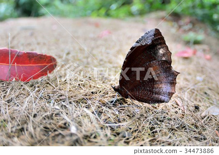 藍紋鋸眼蝶、紫蛇目蝶Elymnias hypermnestra hainana Moore 藍紋鋸眼蝶、紫蛇目蝶Elymnias hypermnestra hainana Moore 34473886