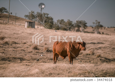 Cow and a windmill in the country 34474018