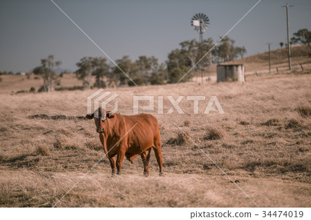 Cow and a windmill in the country Cow and a windmill in the country 34474019