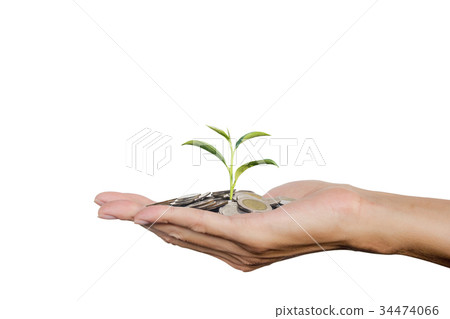 Hand holding growing tree sprout on stack coins 34474066