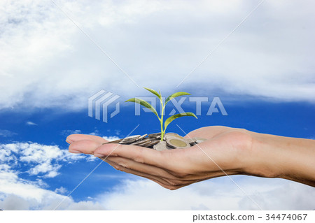 Hand holding growing tree sprout on stack coins 34474067