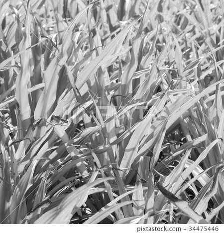 a fild of grass colse up background abstract a fild of grass colse up background abstract 34475446