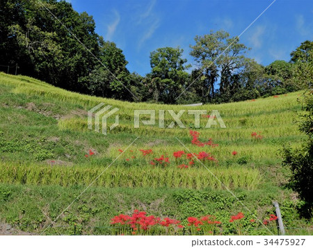 Autumn rice terraces 34475927