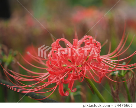 群集孤挺花 群集孤挺花 34476665