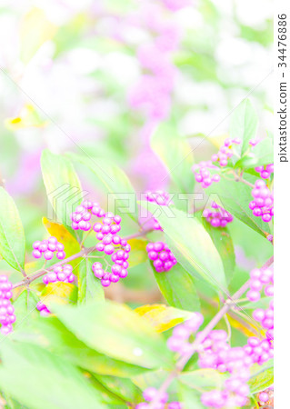 紫式部 紫式部 34476886