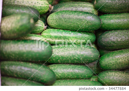 Cucumber harvest. many cucumbers. cucumbers from 34477884