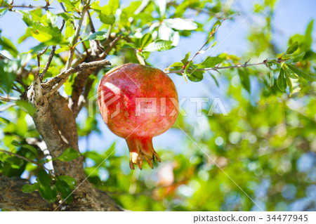 Zakuro石碗 34477945