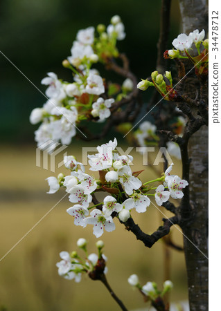 Mammenashi 34478712