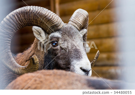 Wild sheep. Clouse-up. 34480055
