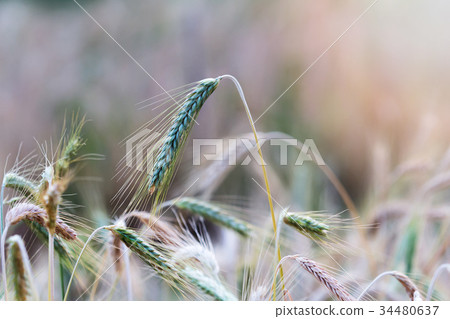 Close up of wheat ear in field Close up of wheat ear in field 34480637