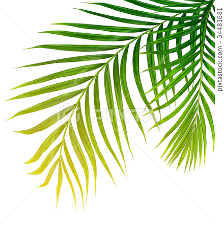 Green leaves of palm tree isolated on white Green leaves of palm tree isolated on white 34481681