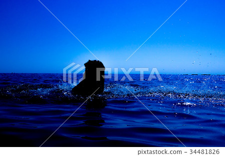 A mermaid emerges from the sea (13) 34481826