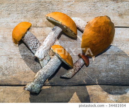 forest mushrooms (Leccinum aurantiacum) 34481934