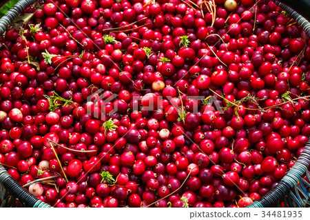 ripe red cranberries ripe red cranberries 34481935