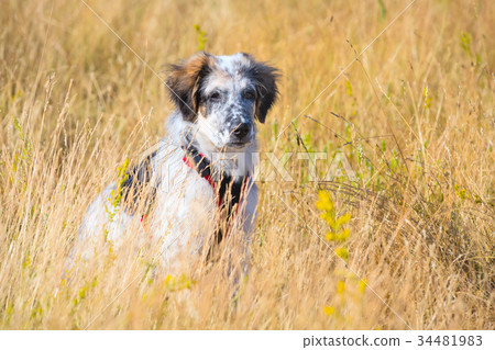 Puppy dog sitting In yellow grass, close up Puppy dog sitting In yellow grass, close up 34481983