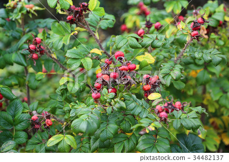Dog-rose berries in autumn Dog-rose berries in autumn 34482137