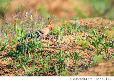 Common hoopoe or Upupa epops in steppe Common hoopoe or Upupa epops in steppe 34482179