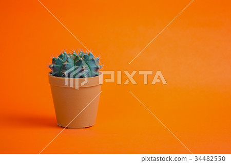 cactus in pot on orange background cactus in pot on orange background 34482550