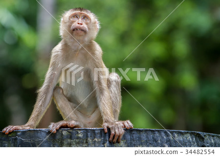 Wild monkey sitting on concrete chair in forest Wild monkey sitting on concrete chair in forest 34482554