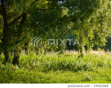 River plant River plant 34482988