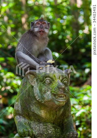 Monkey in forest park in Ubud - Bali Indonesia 34483491