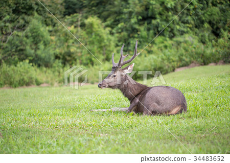 Sambar deers on green grass field in the wild 34483652