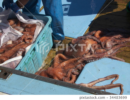 Octopus fishing 34483699