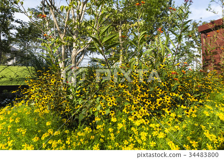 秋天事件花床 秋天事件花床 34483800